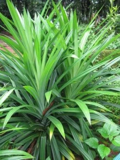 Pandan Leaves Tree - Full Roots- Free Ship