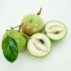 White Caimito- Star Fruit Grafted Tree 4ft