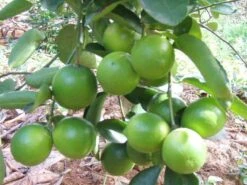 Key Lime Tree 15 Gallon - 5ft - Free Ship