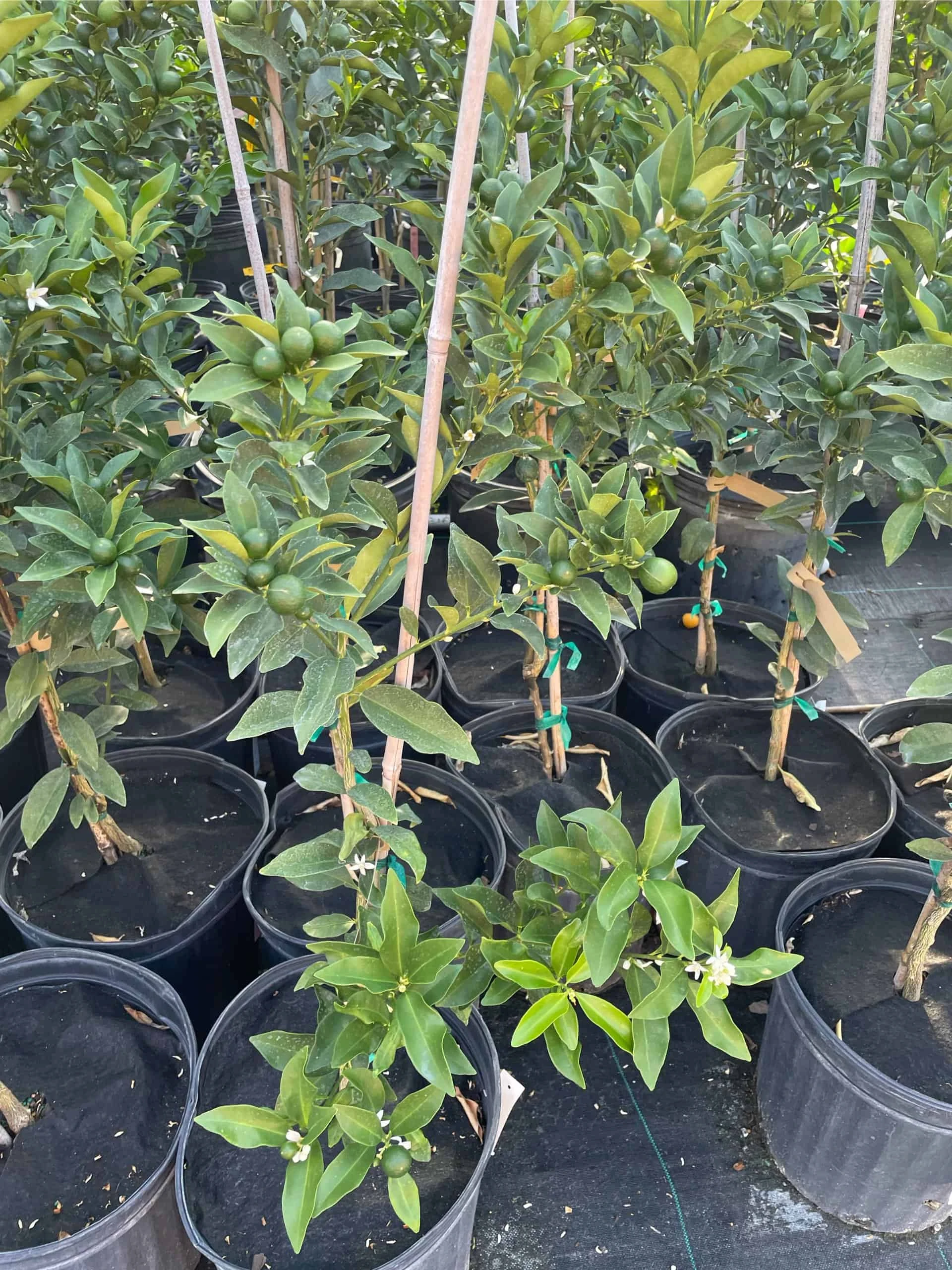 Meiwa Kum Grafted Tree 3-4 Ft Tall - Image 2