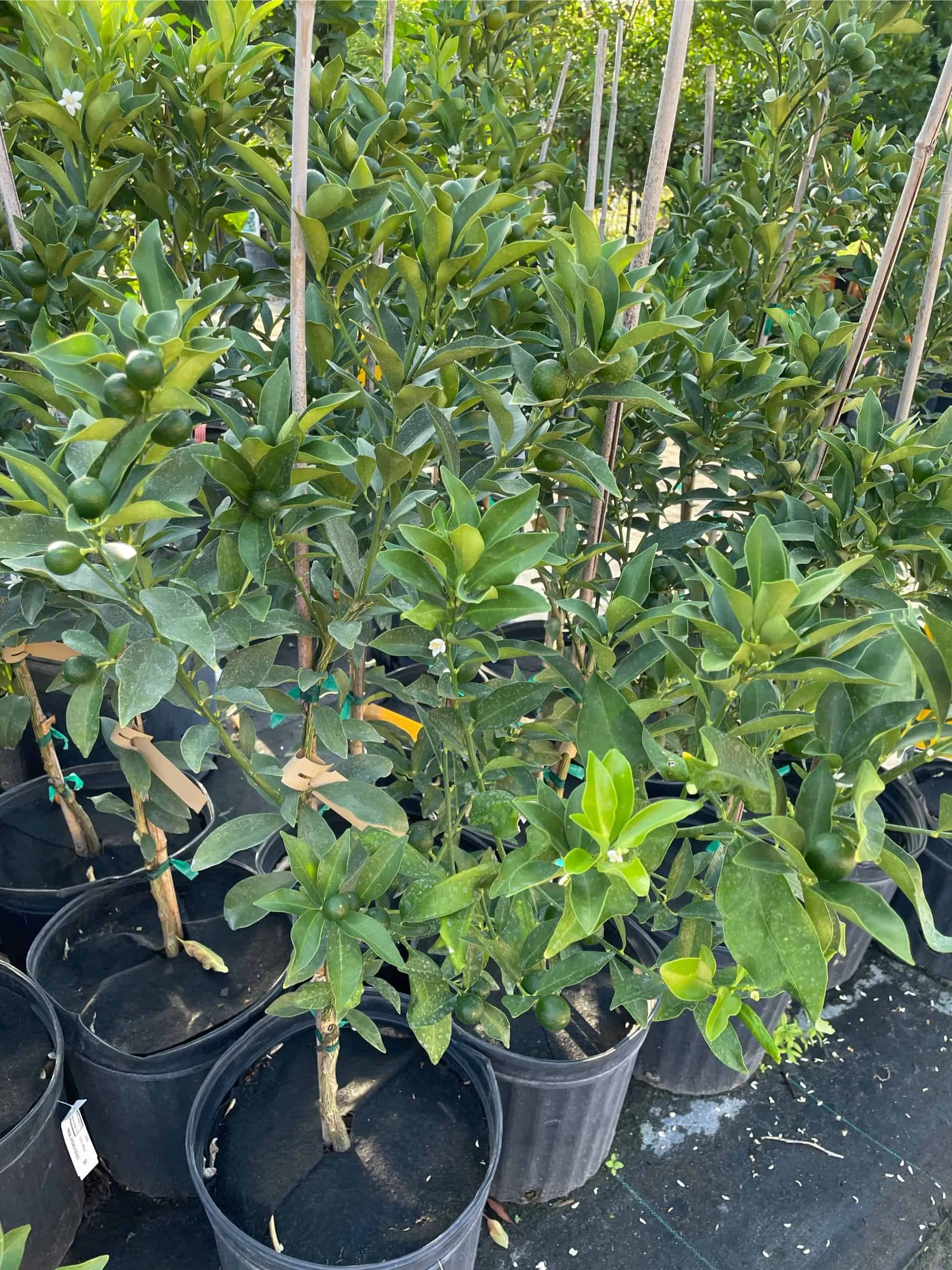 Meiwa Kum Grafted Tree 3-4 Ft Tall - Image 3