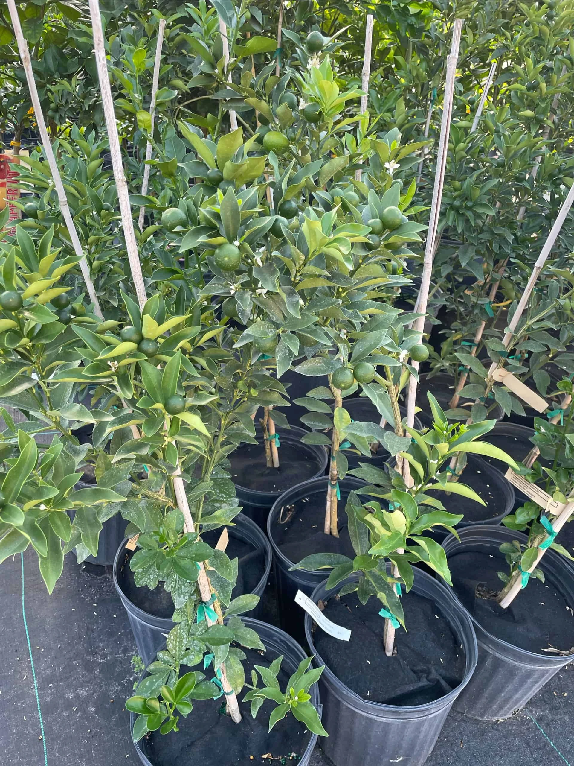 Meiwa Kum Grafted Tree 3-4 Ft Tall - Image 4