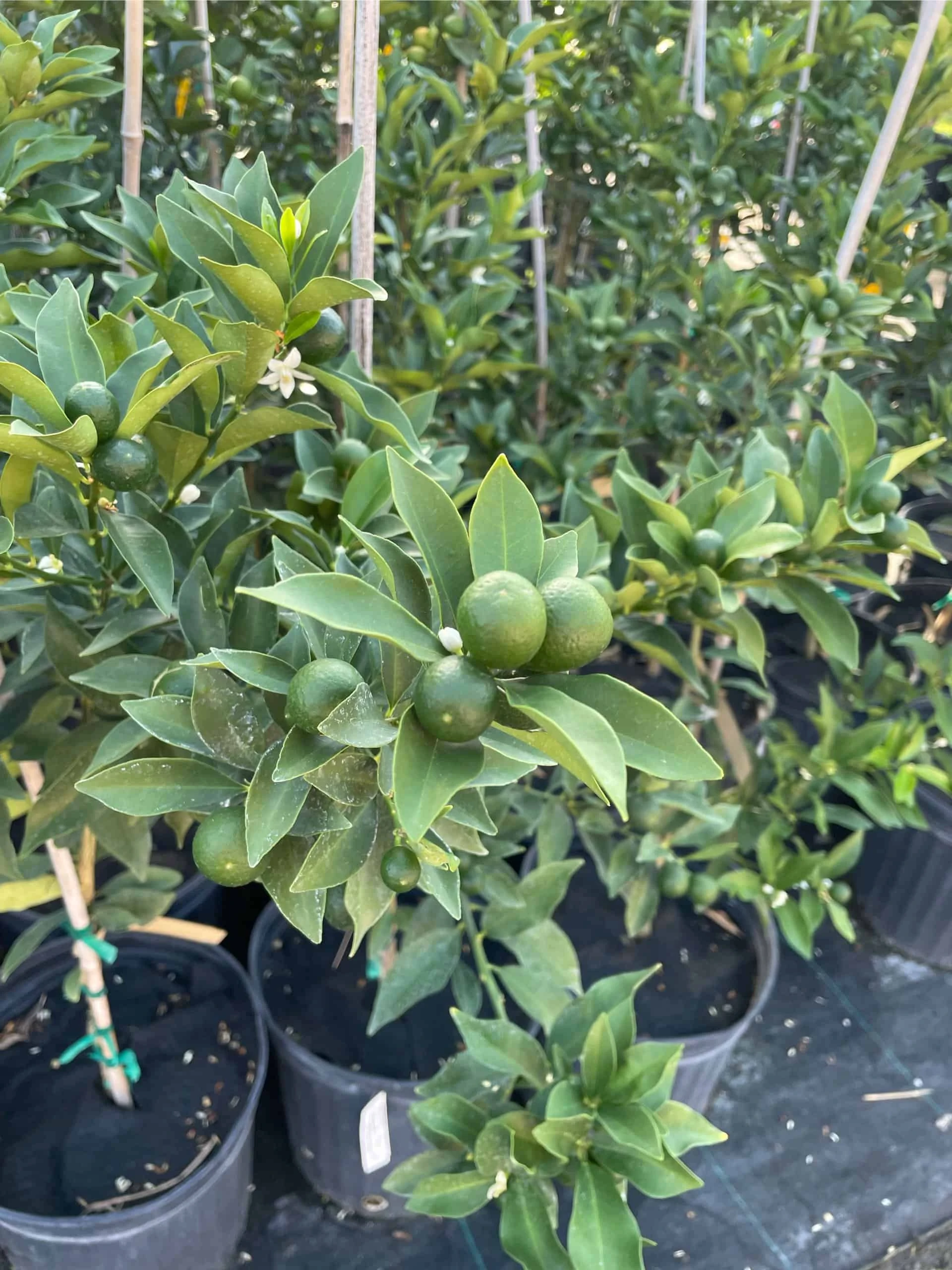 Meiwa Kum Grafted Tree 3-4 Ft Tall - Image 6