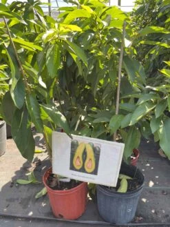 Long Neck Russell Avocado 4ft Tall