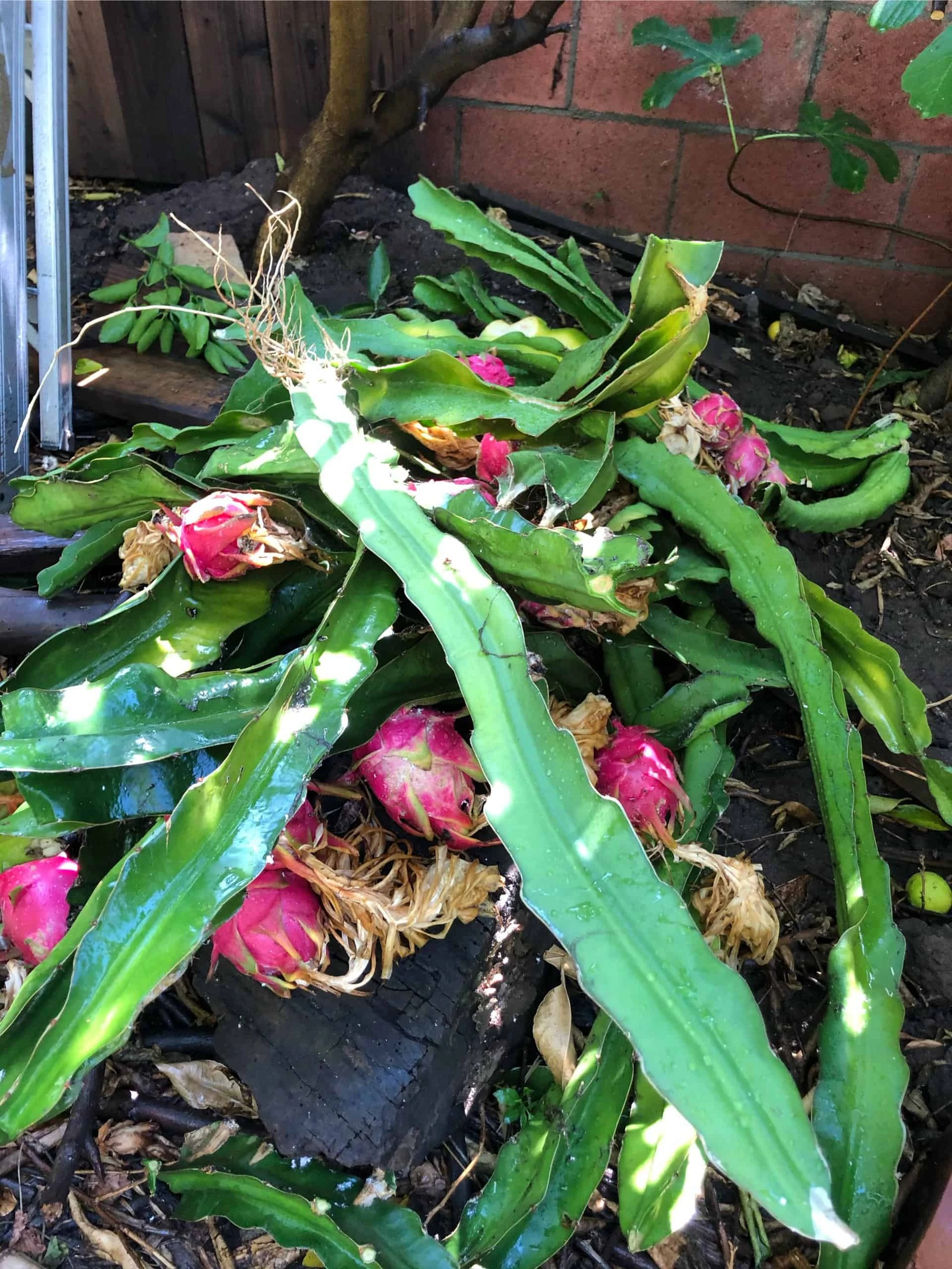 Dragon Fruit Starter Kit, 3x Varieties, Top Flavors - Image 2