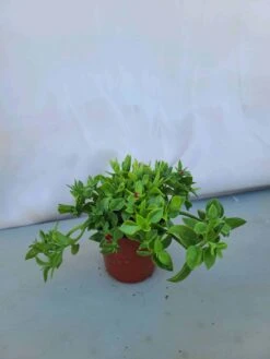 Baby Sun Rose / Aptenia Cordifolia