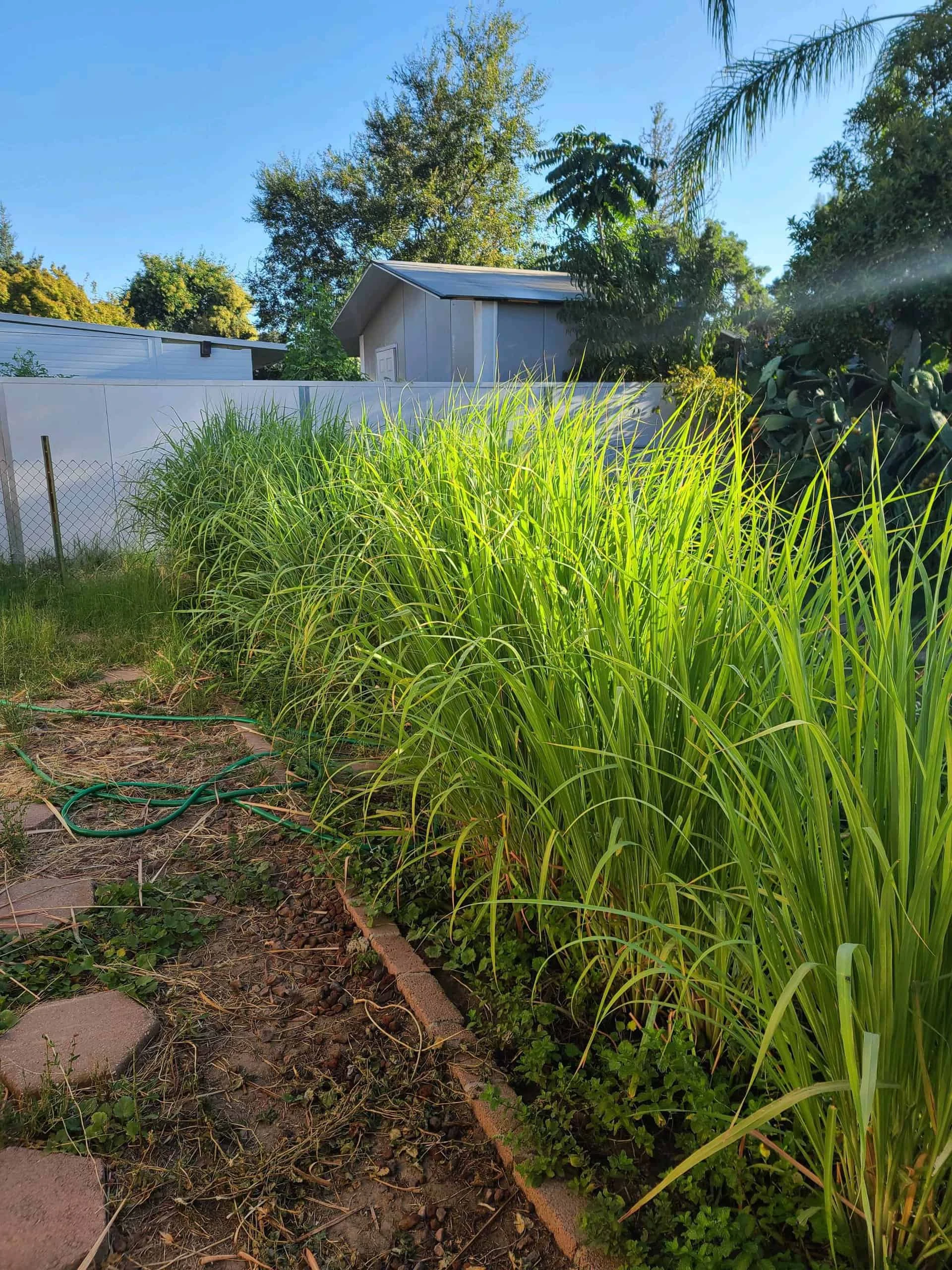 Lemongrass 4 Oz Fresh Cut - Image 2