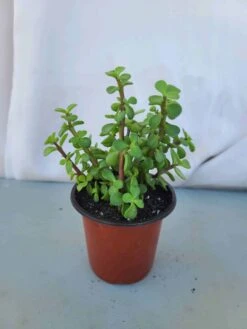 Elephant Bush In 4 Inch Pot