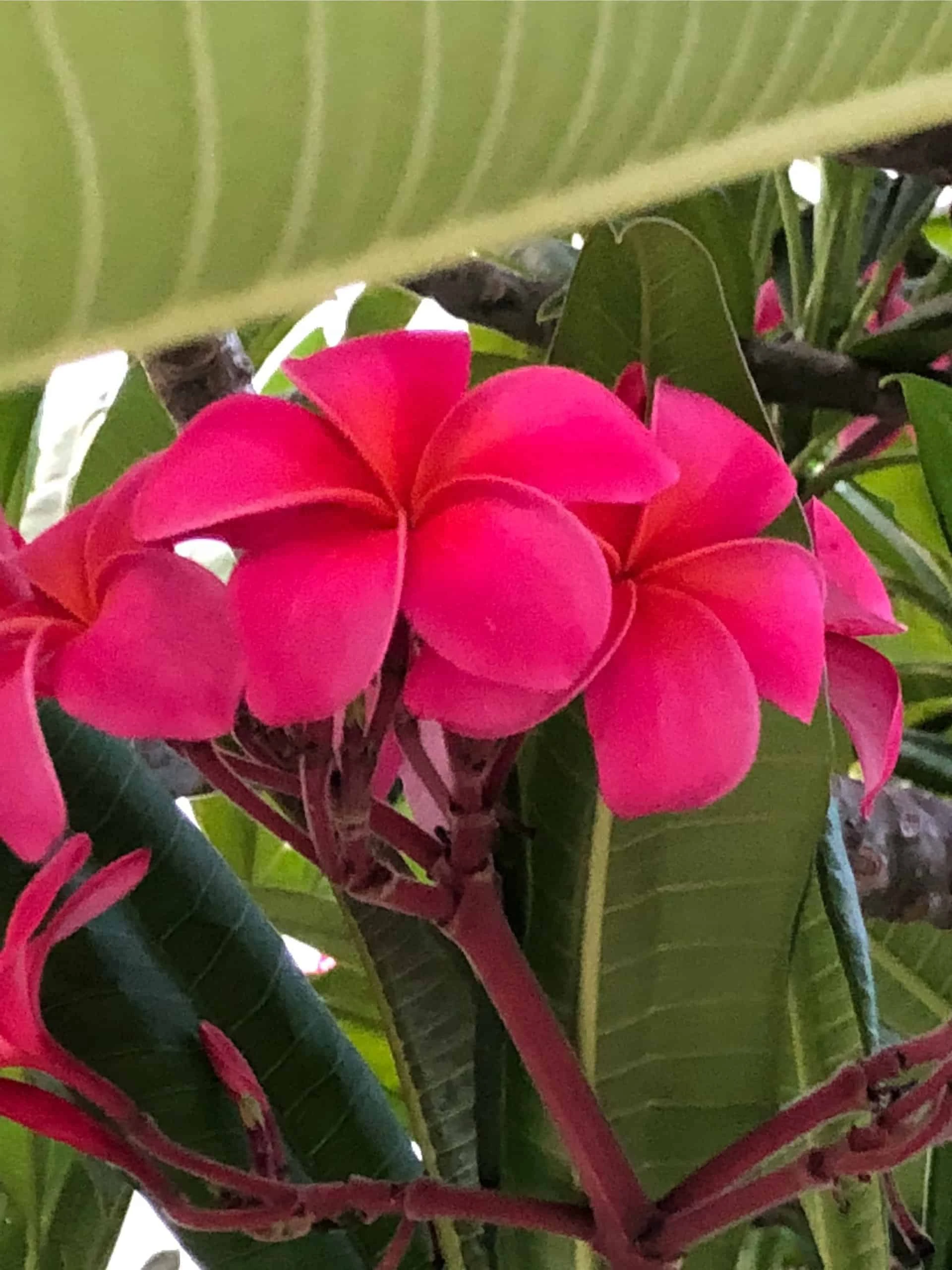 Royal Hawaiian Plumeria Cutting, 15in+ - Image 2