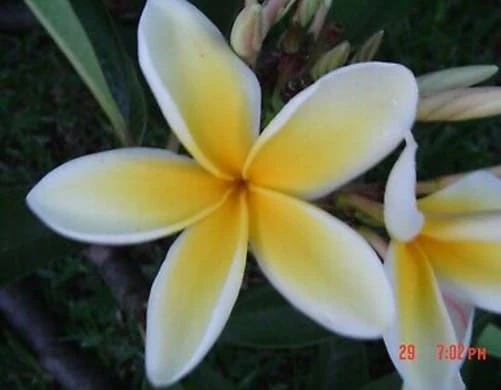 Celedine Plumeria Cutting, 15+in
