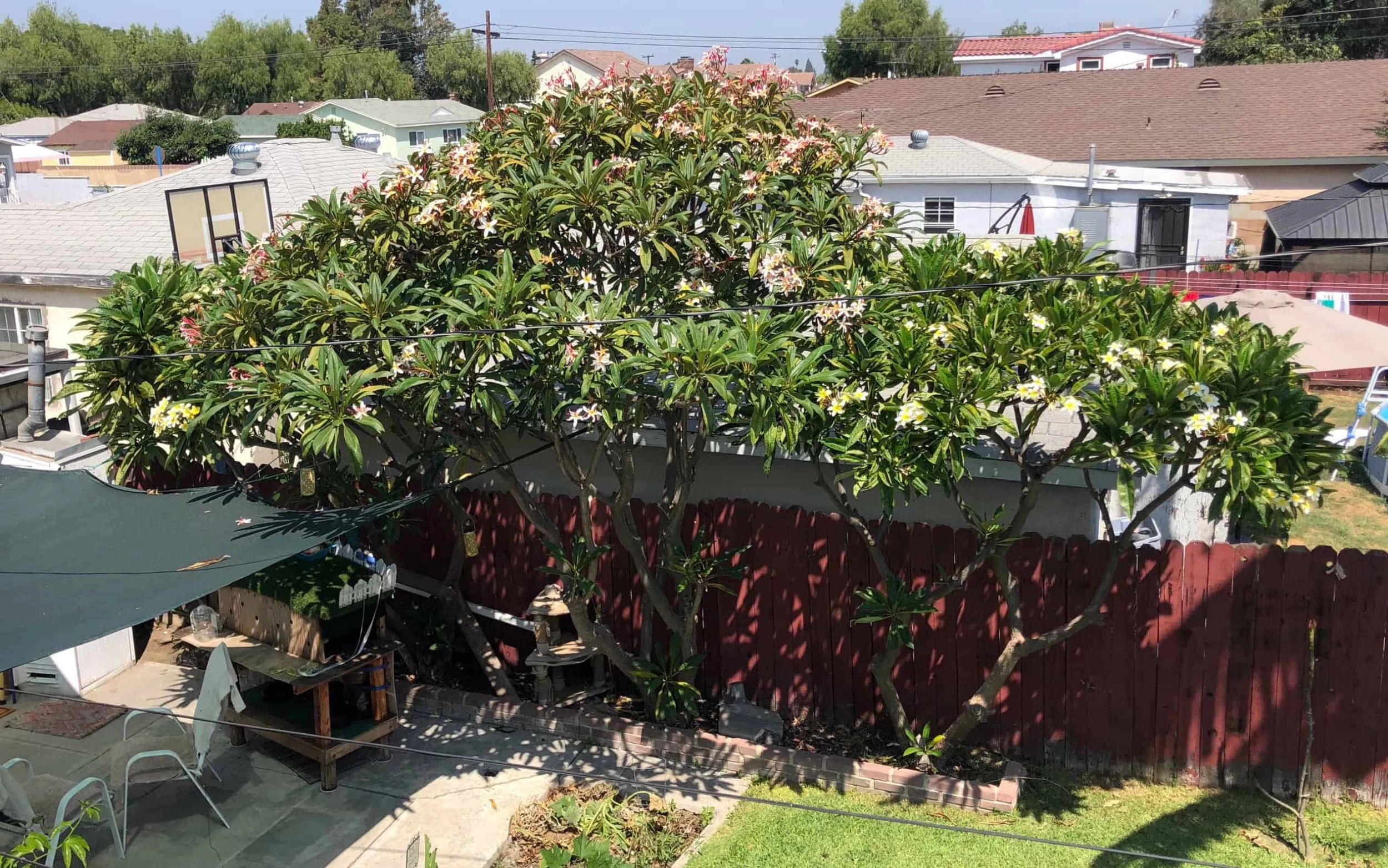 Celedine Plumeria Cutting, 15+in - Image 2