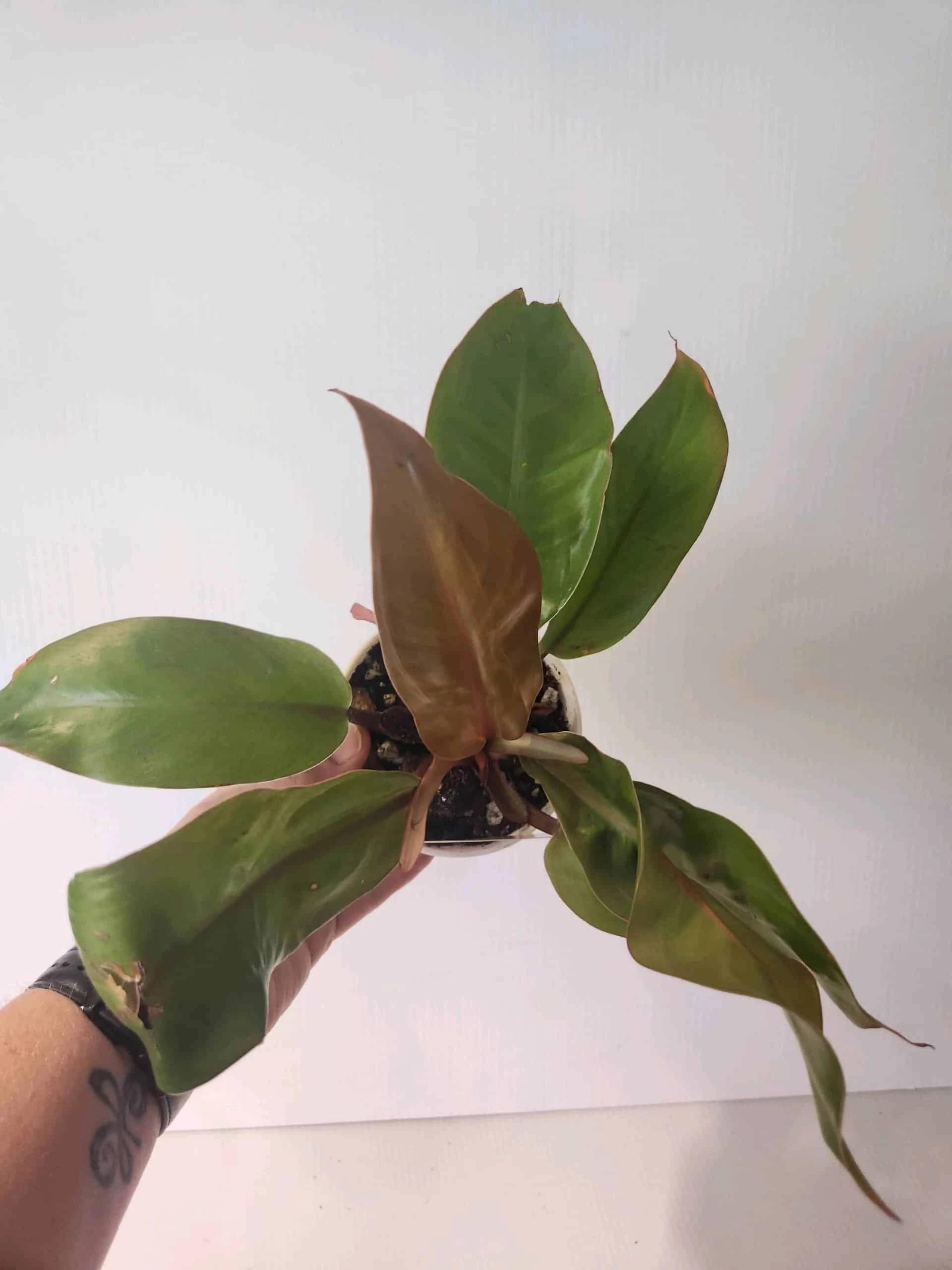 Philodendron Selloum - Sun Red Philodendron 4" Pot - Image 2