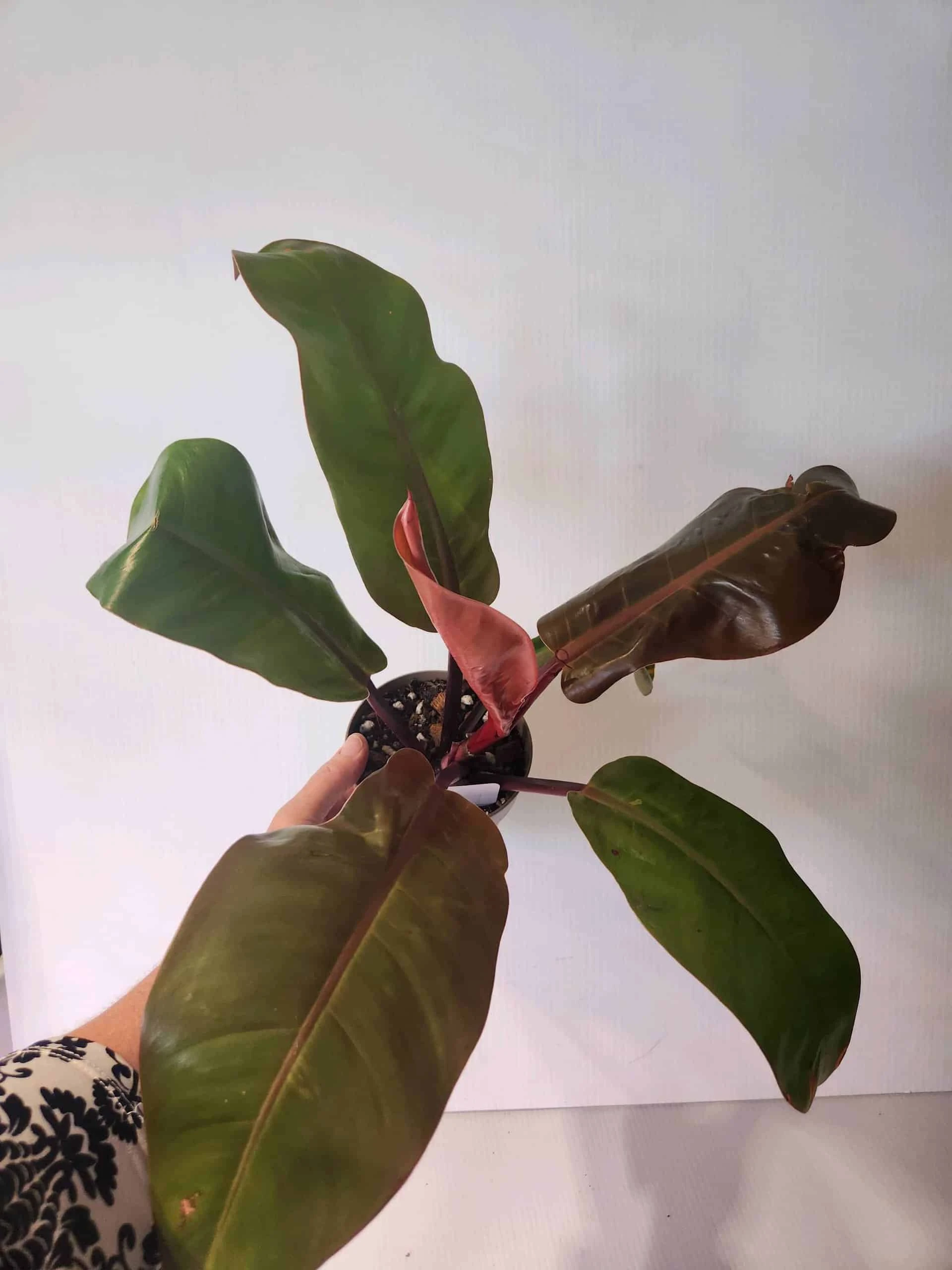 Philodendron Selloum - Sun Red Philodendron 4" Pot - Image 3