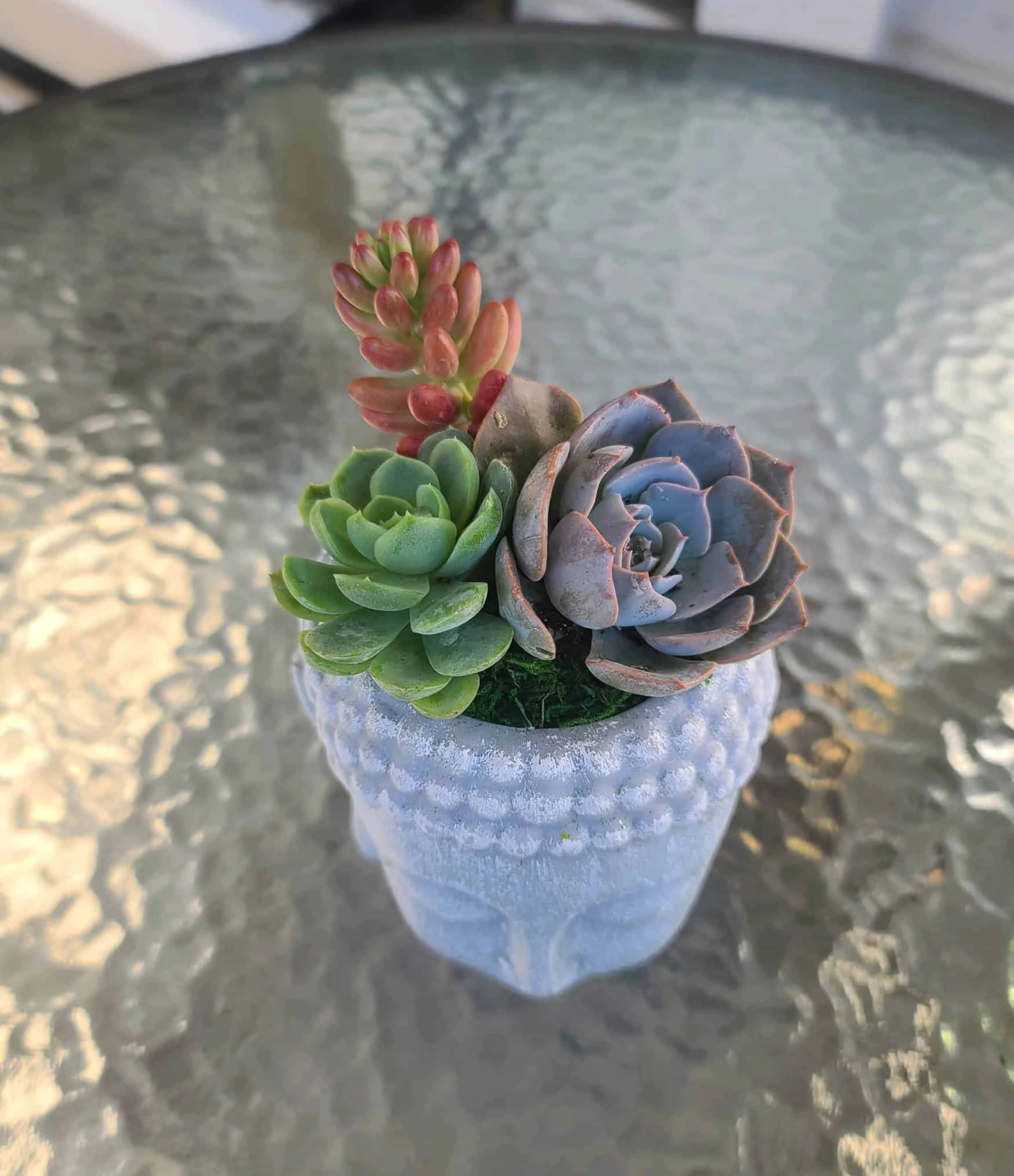 Buddha Head Planter With Live Succulent - Image 2