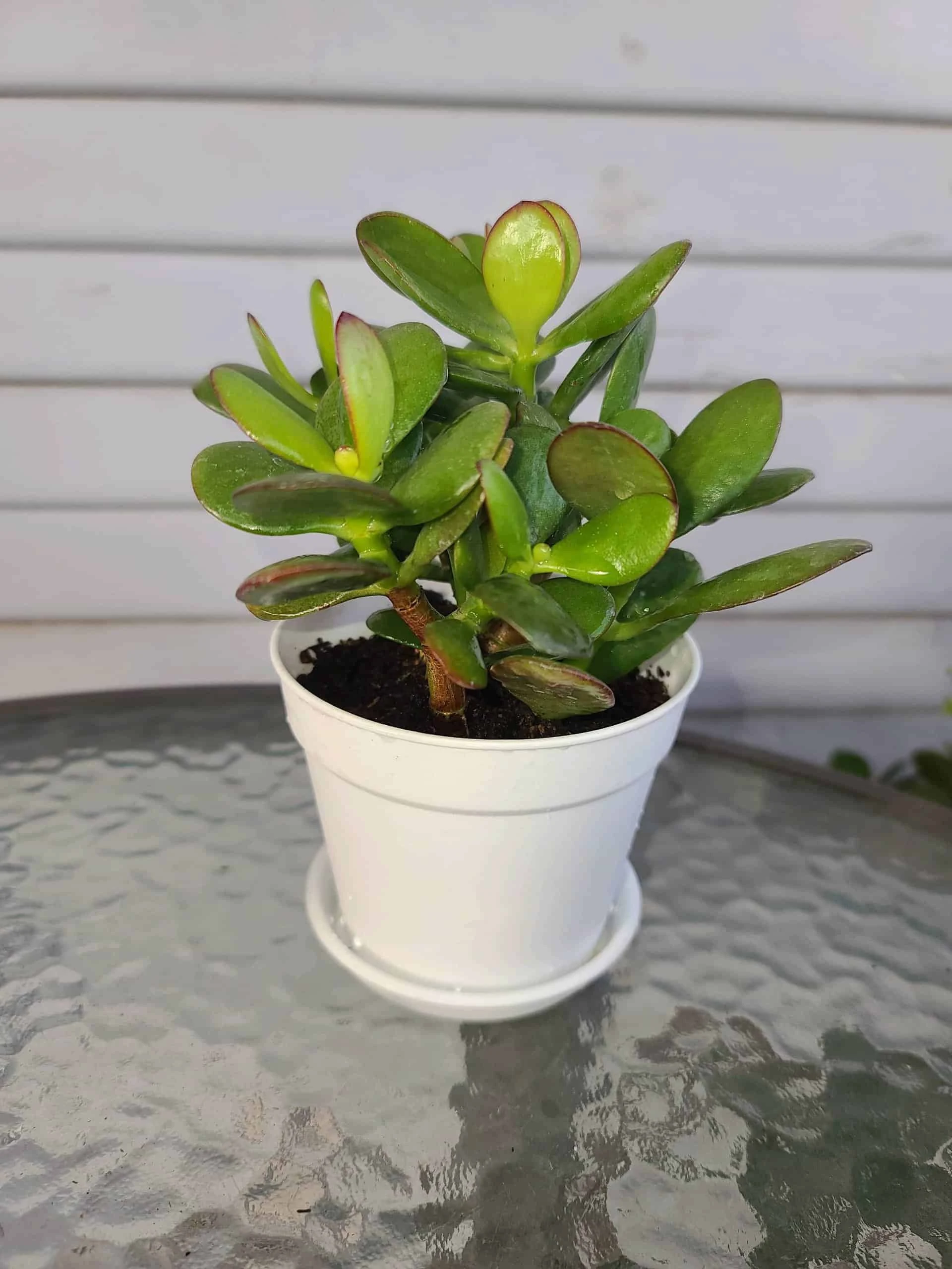 Jade Plant