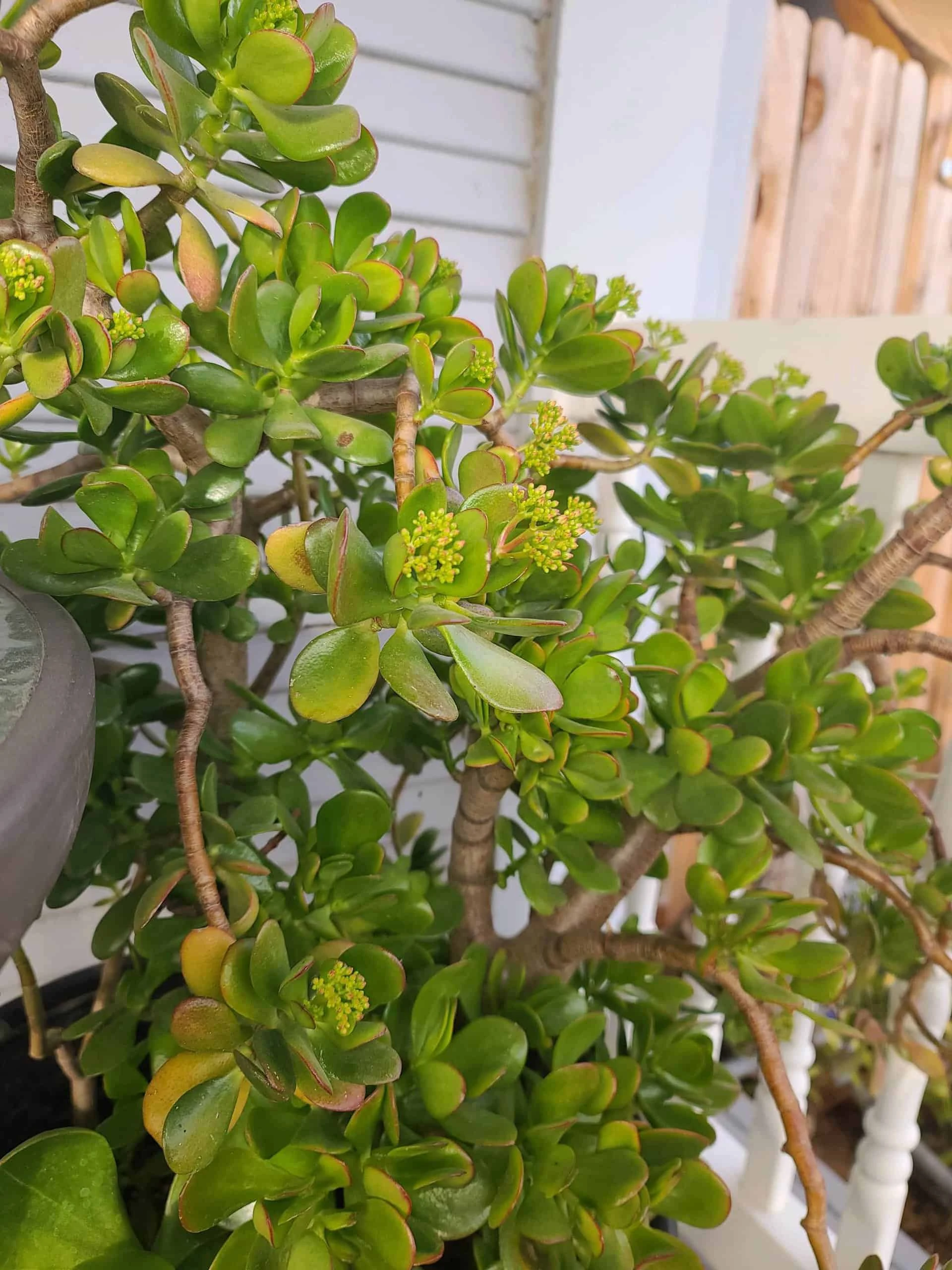 Jade Plant - Image 2