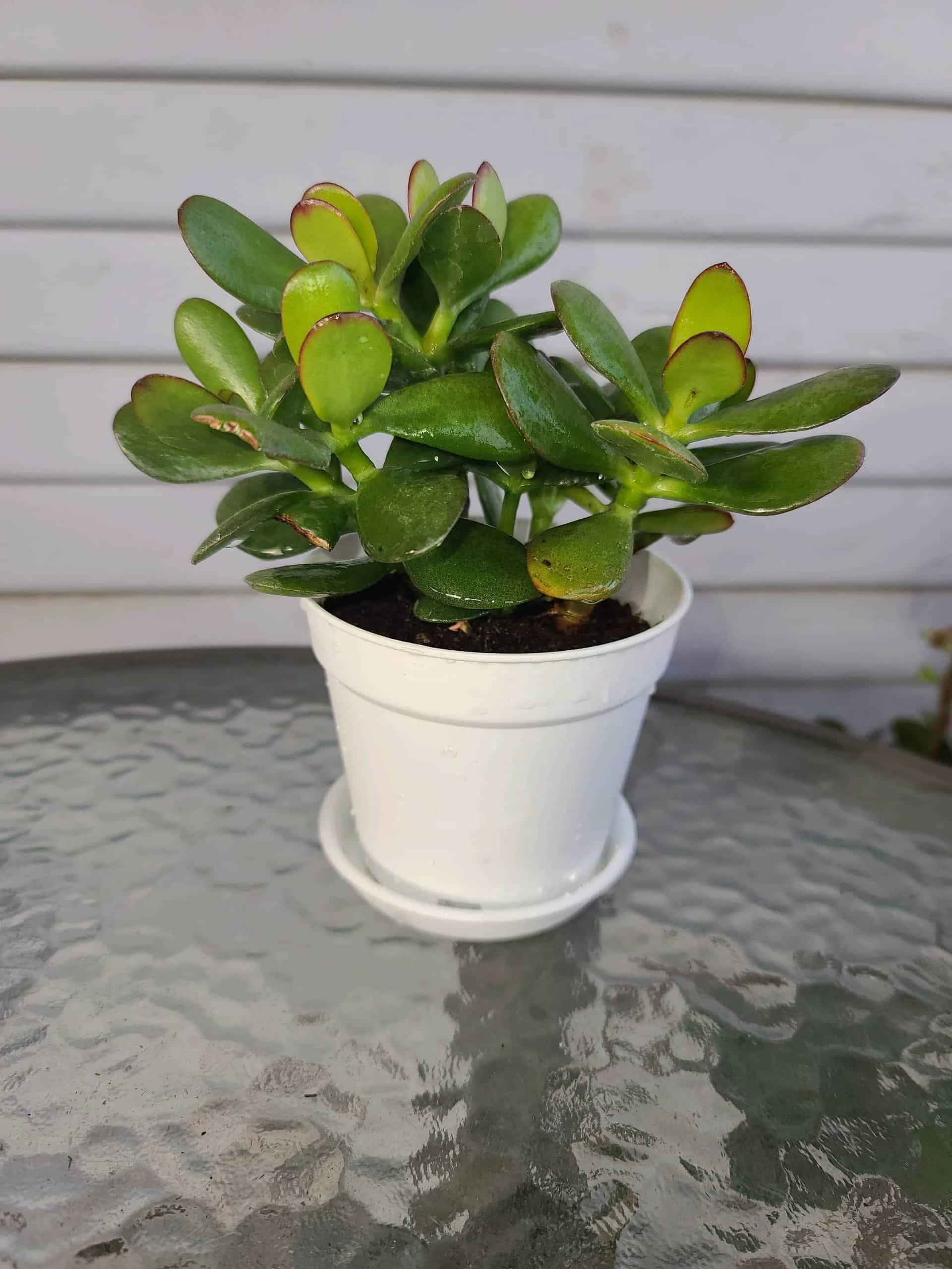 Jade Plant - Image 3