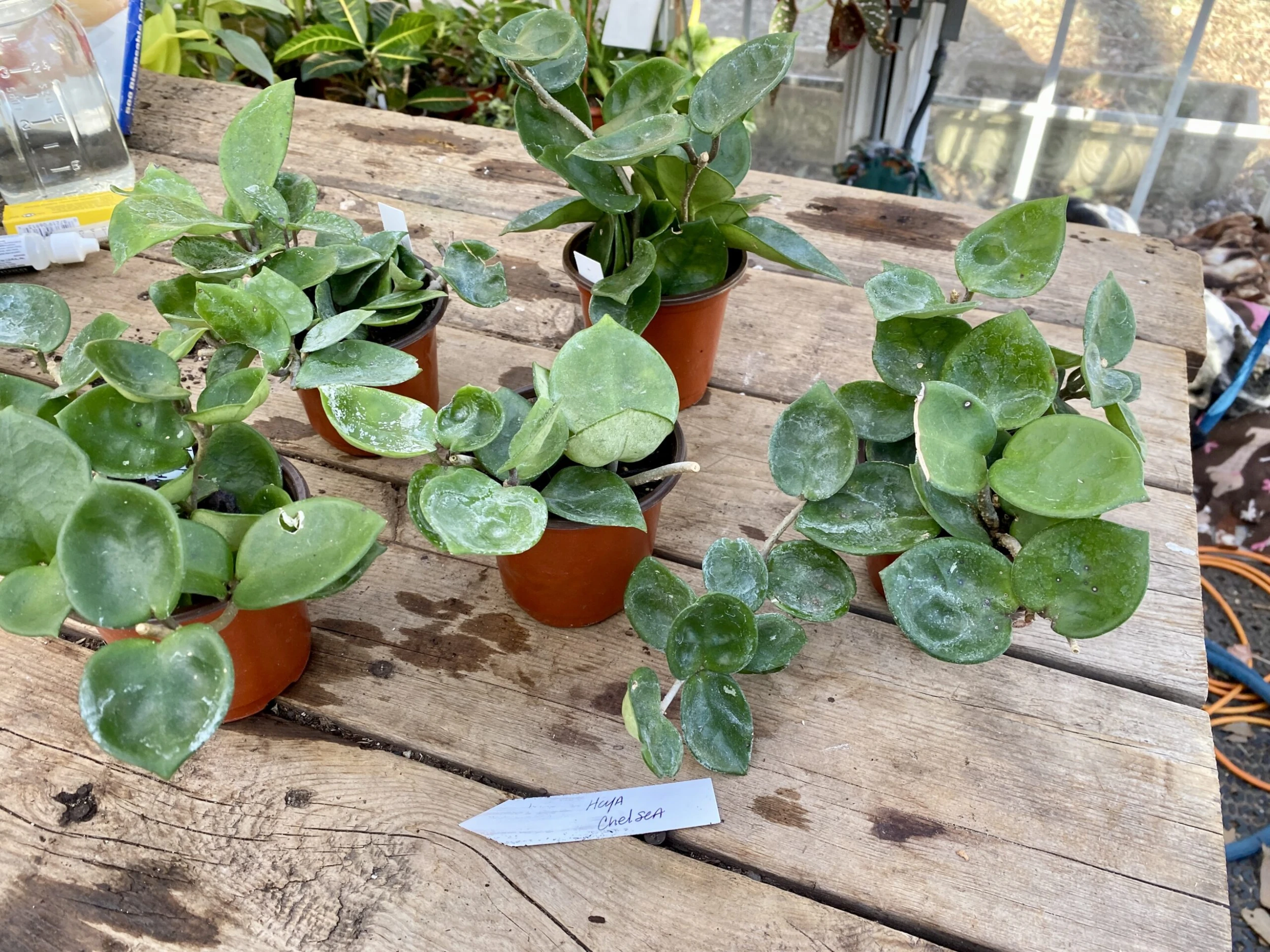 Hoya Chelsea Wax Flower Porcelain Flower 3 Inch Pot Plant - Image 7