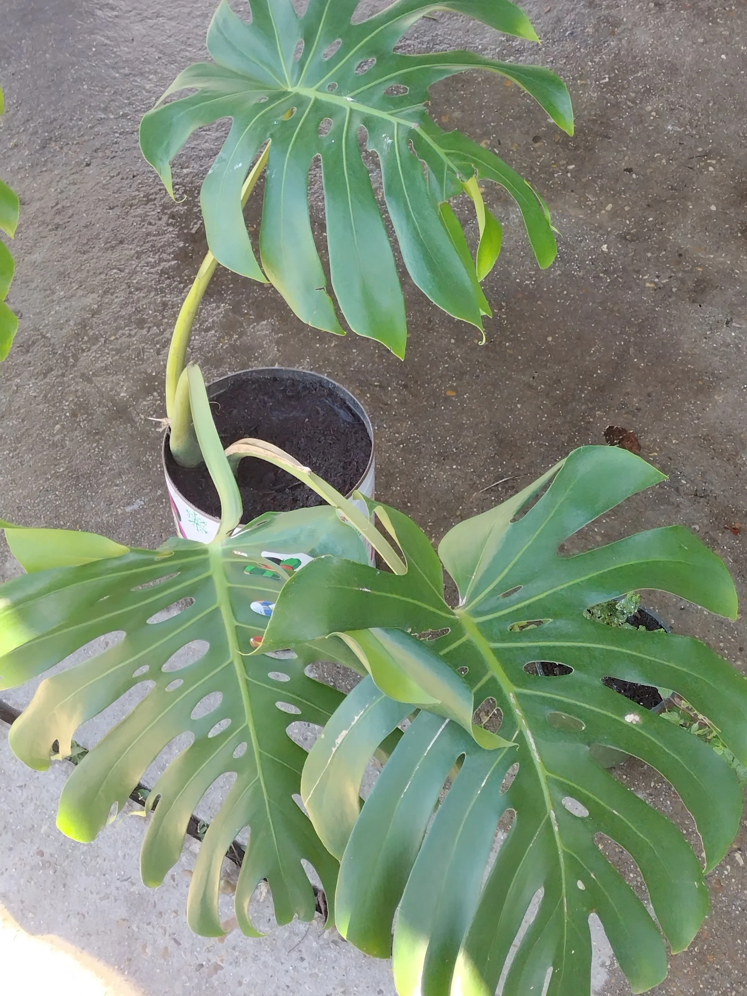 Swiss Cheese Plant (Monstera Deliciosa) - Image 3