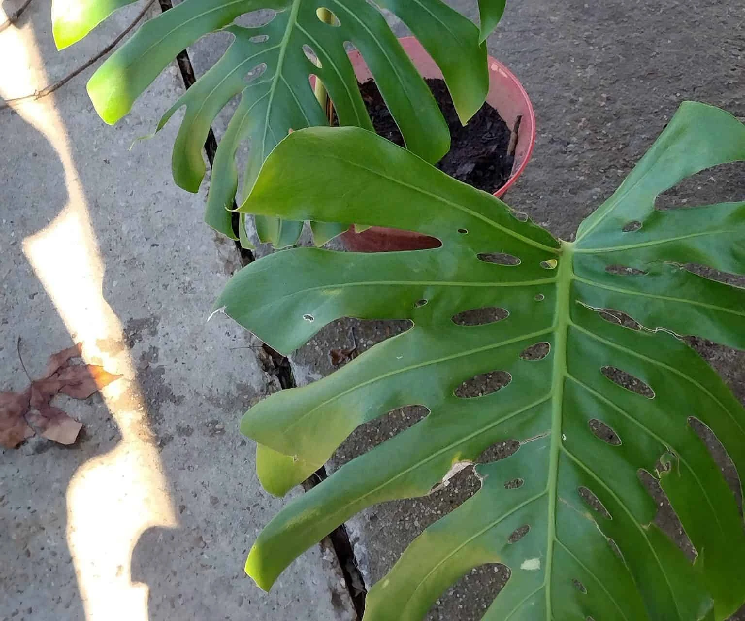 Swiss Cheese Plant (Monstera Deliciosa) - Image 2