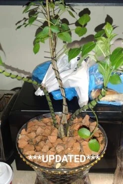 Elder Tree (Sambucus)