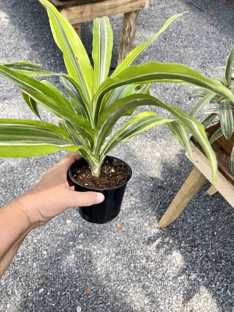 Dracaena Deremensis Or Dragon Tree Lemon Surprise 4 Inch Pot Live Plant - Image 4