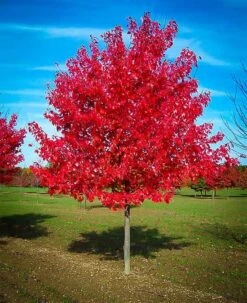 Acer Brandywine Red Maple Tree Seedling