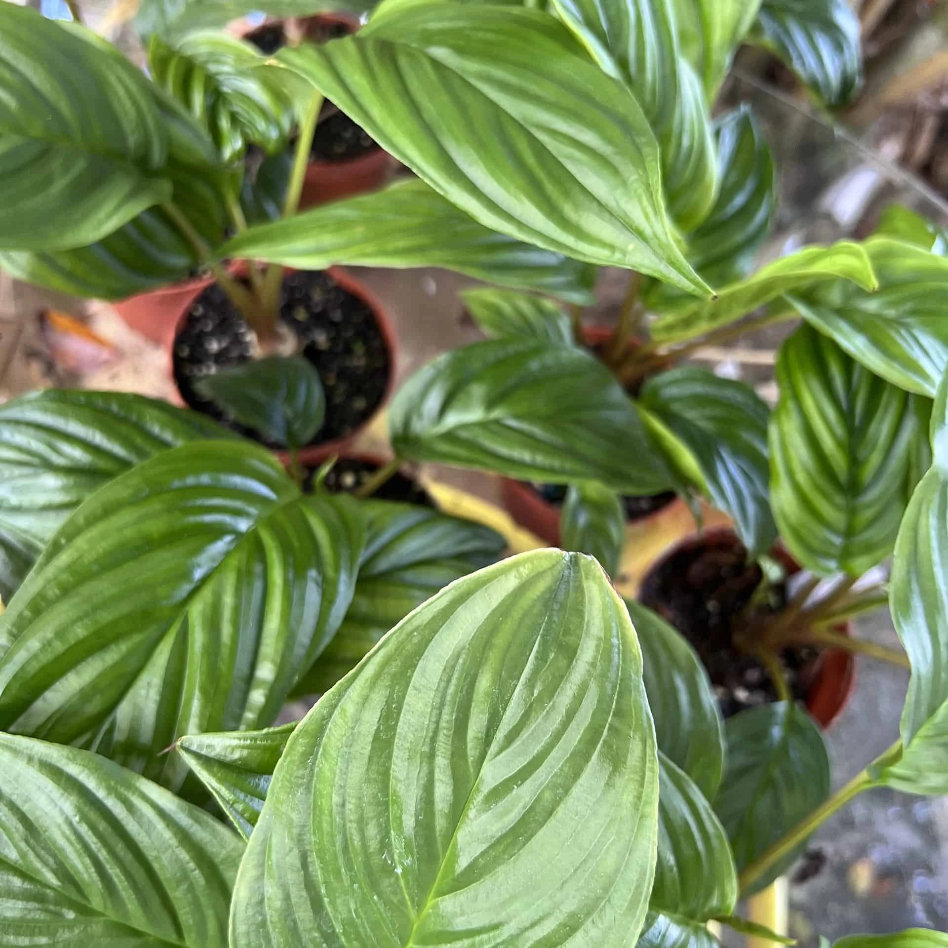 Tacca Chantrieri Bat Plant In 4in Pot “cat Whiskers” - Image 3
