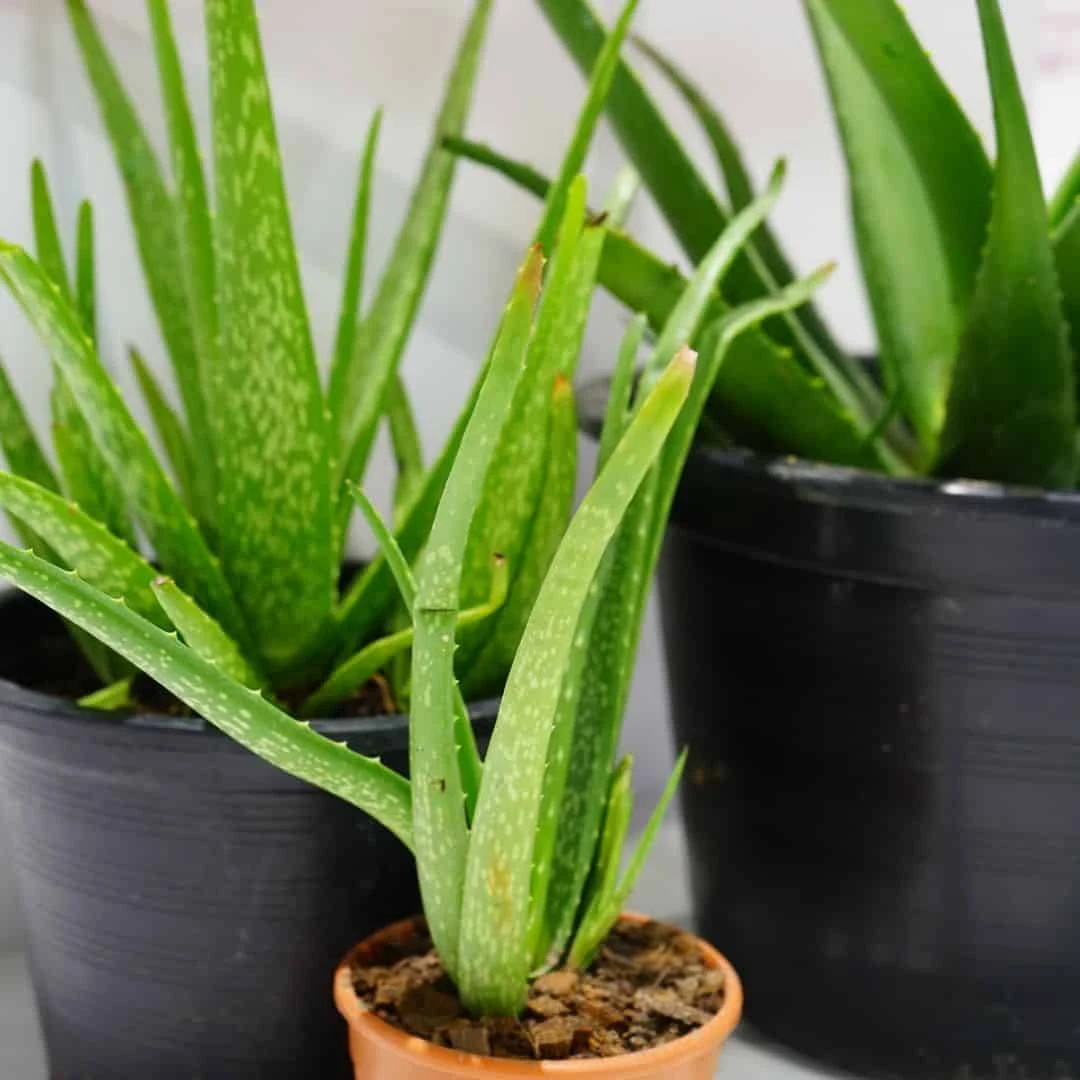 Aloe Vera Plant | Easy-to-Grow Succulent Plant | 6-inch Pot - Image 4