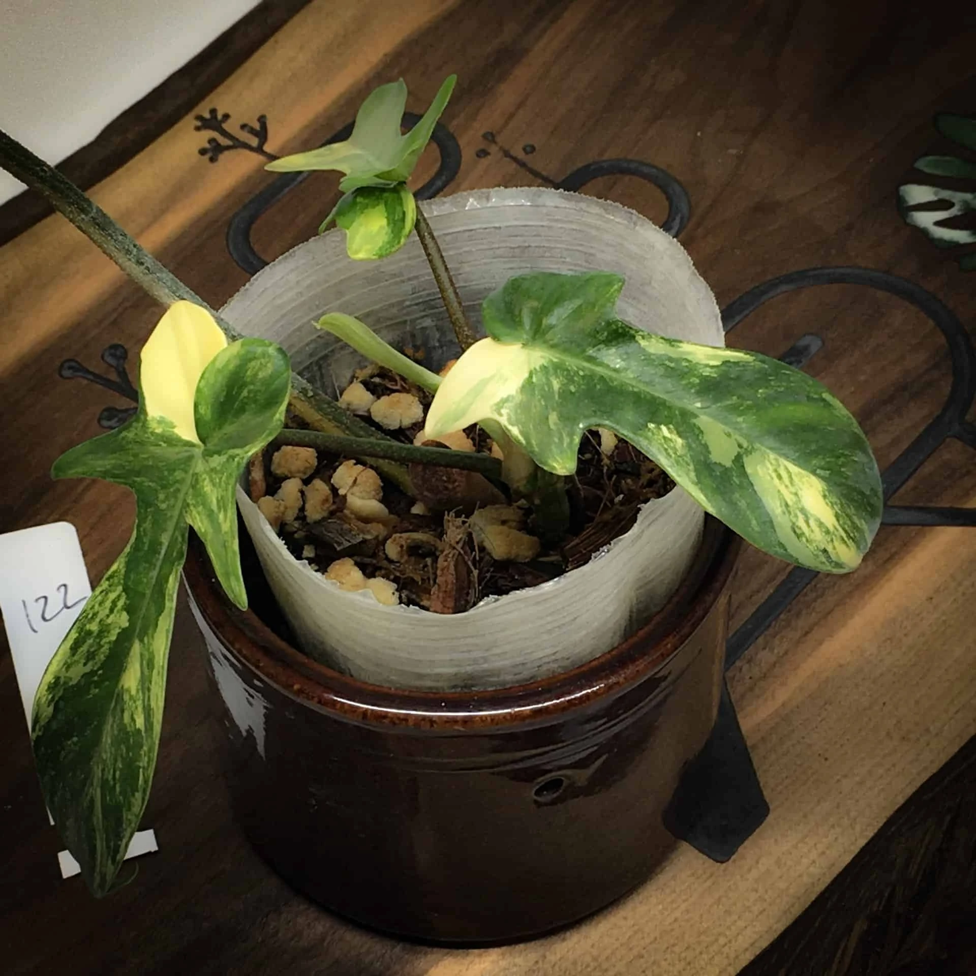 Philodendron Florida Beauty Variegated - Image 2