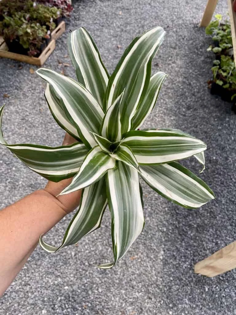 Dragon Tree Or Dracaena Warneckii White Jewel 4" Pot Live Plant - Image 6