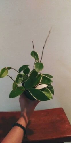 Hoya Crimson Queen - Variegated Carnosa