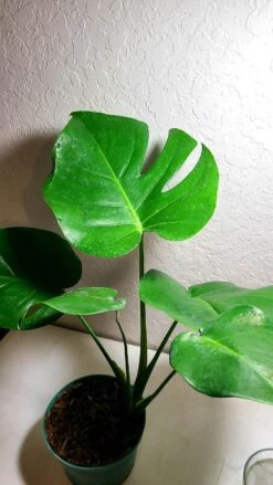 Monstera Deliciosa