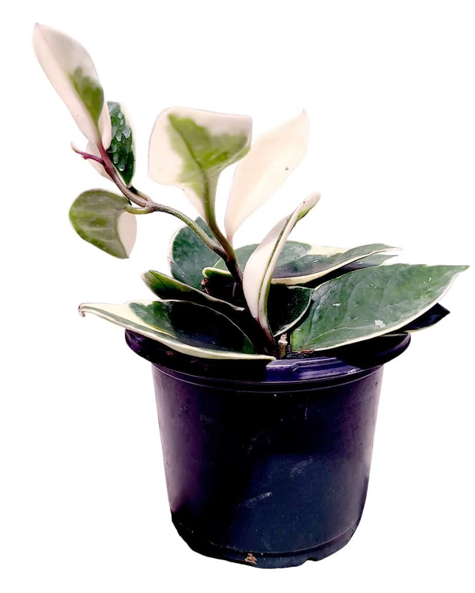 Hoya Krimson Queen - Image 4