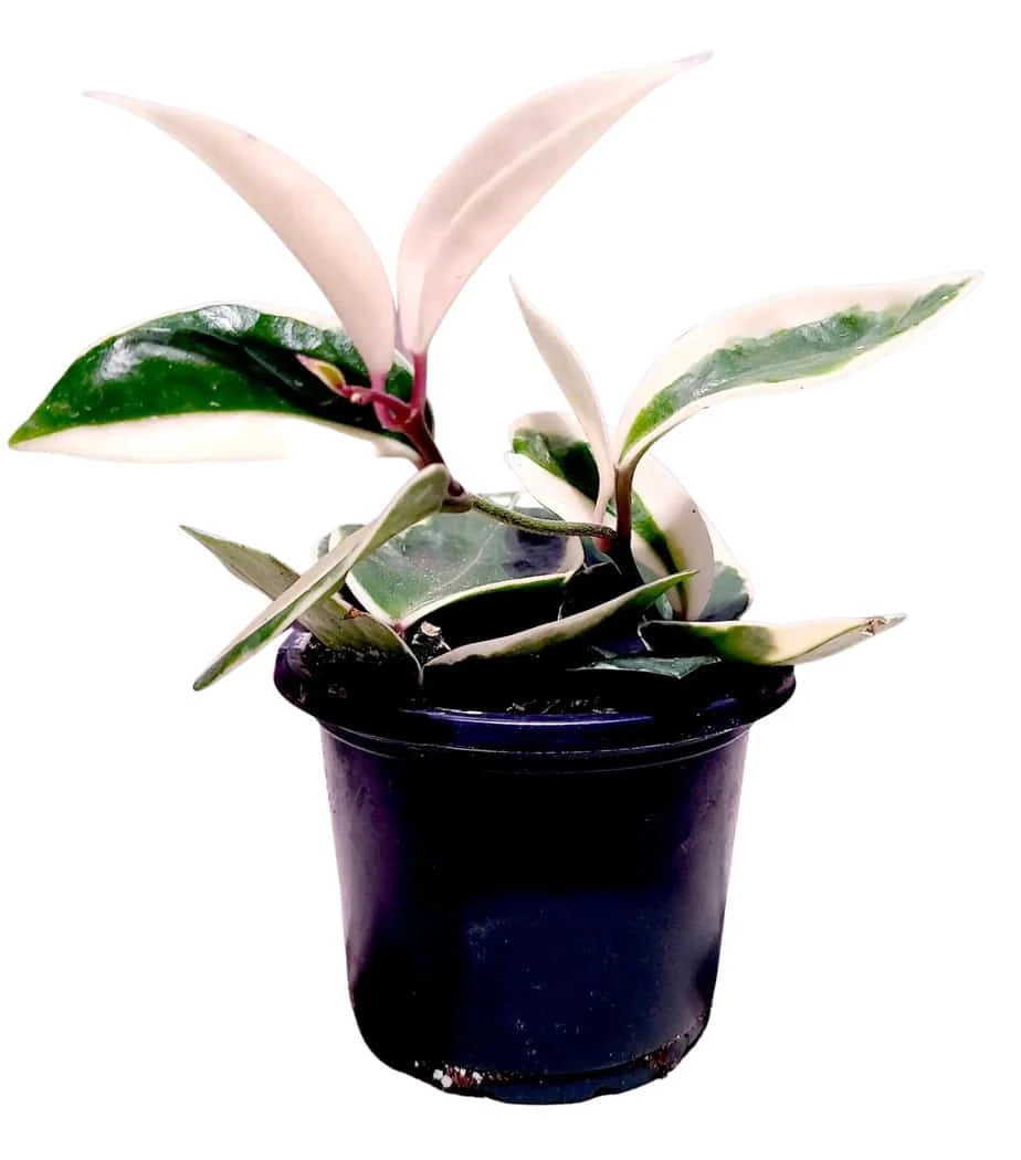 Hoya Krimson Queen - Image 3