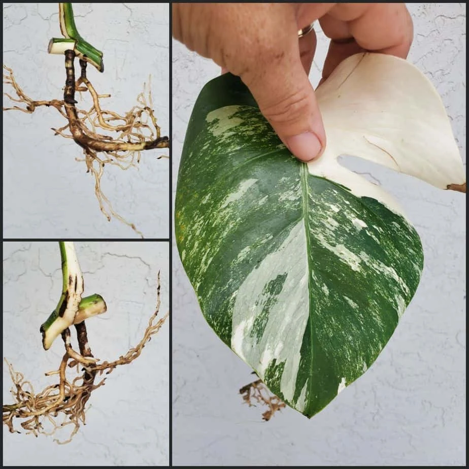 Monstera Albo Variegated Mid Cut US Grown - Image 2