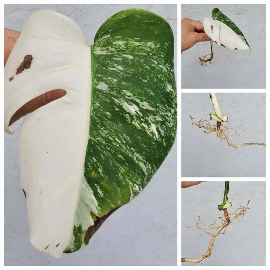 Monstera Albo Variegated Mid Cut US Grown - Image 3