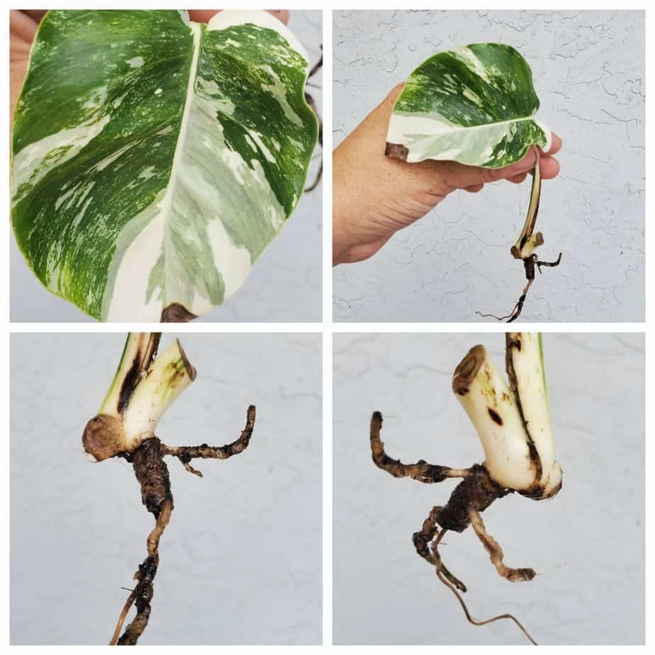 Monstera Albo Variegated Mid Cut US Grown - Image 4