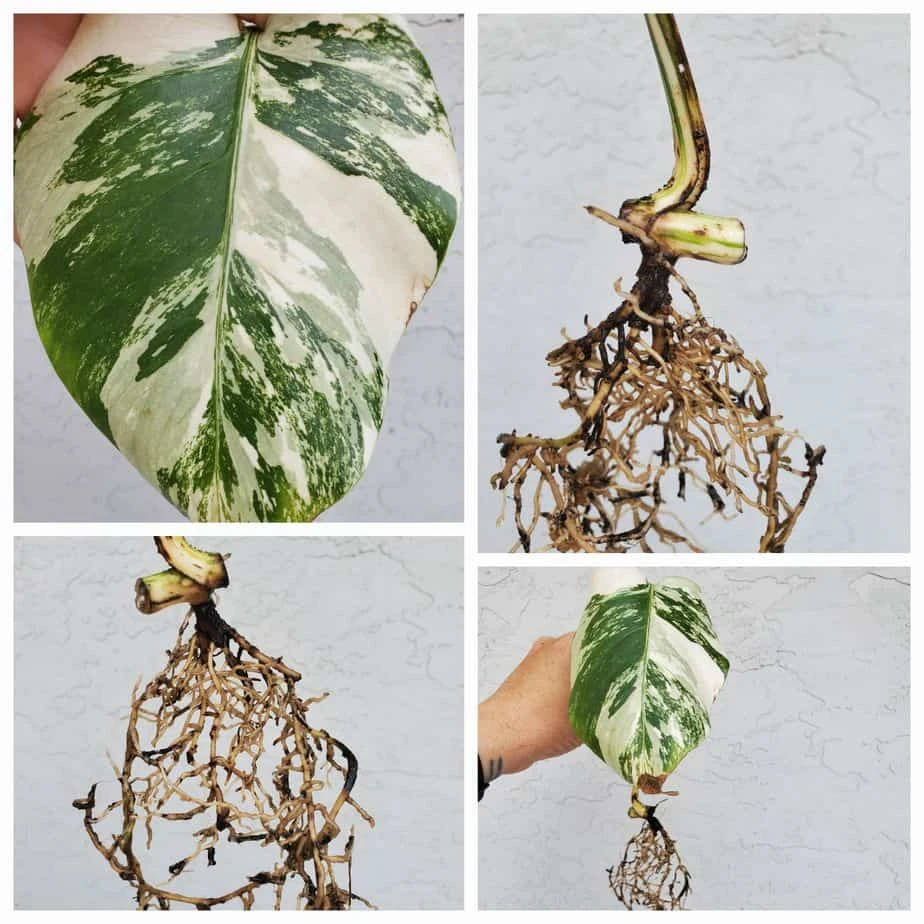 Monstera Albo Variegated Mid Cut US Grown - Image 5