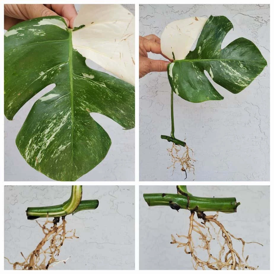 Monstera Albo Variegated Mid Cut US Grown - Image 6