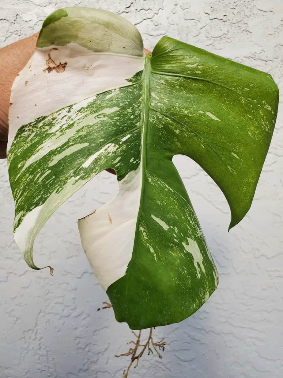 Monstera Albo Variegated Mid Cut US Grown - Image 7