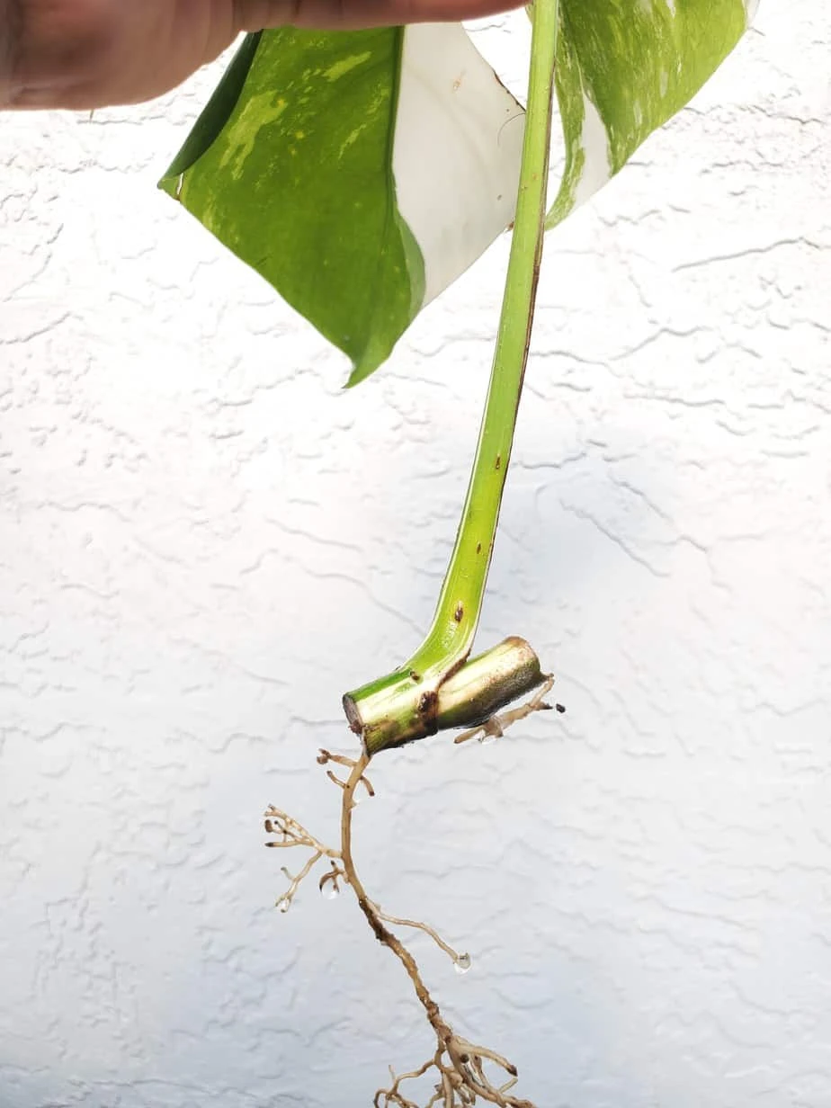 Monstera Albo Variegated Mid Cut US Grown - Image 8