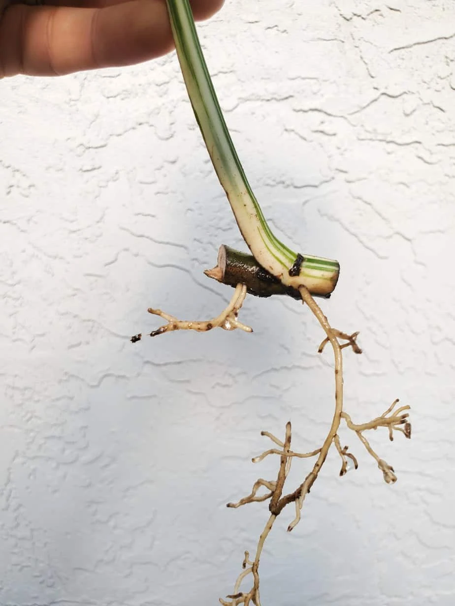 Monstera Albo Variegated Mid Cut US Grown - Image 9