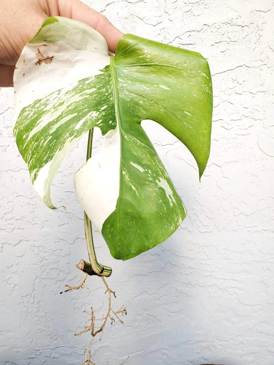 Monstera Albo Variegated Mid Cut US Grown - Image 10