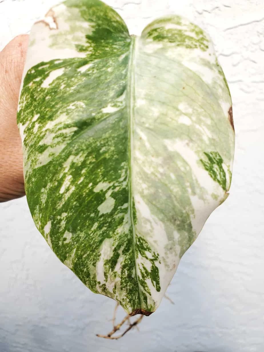 Monstera Albo Variegated Mid Cut US Grown - Image 11