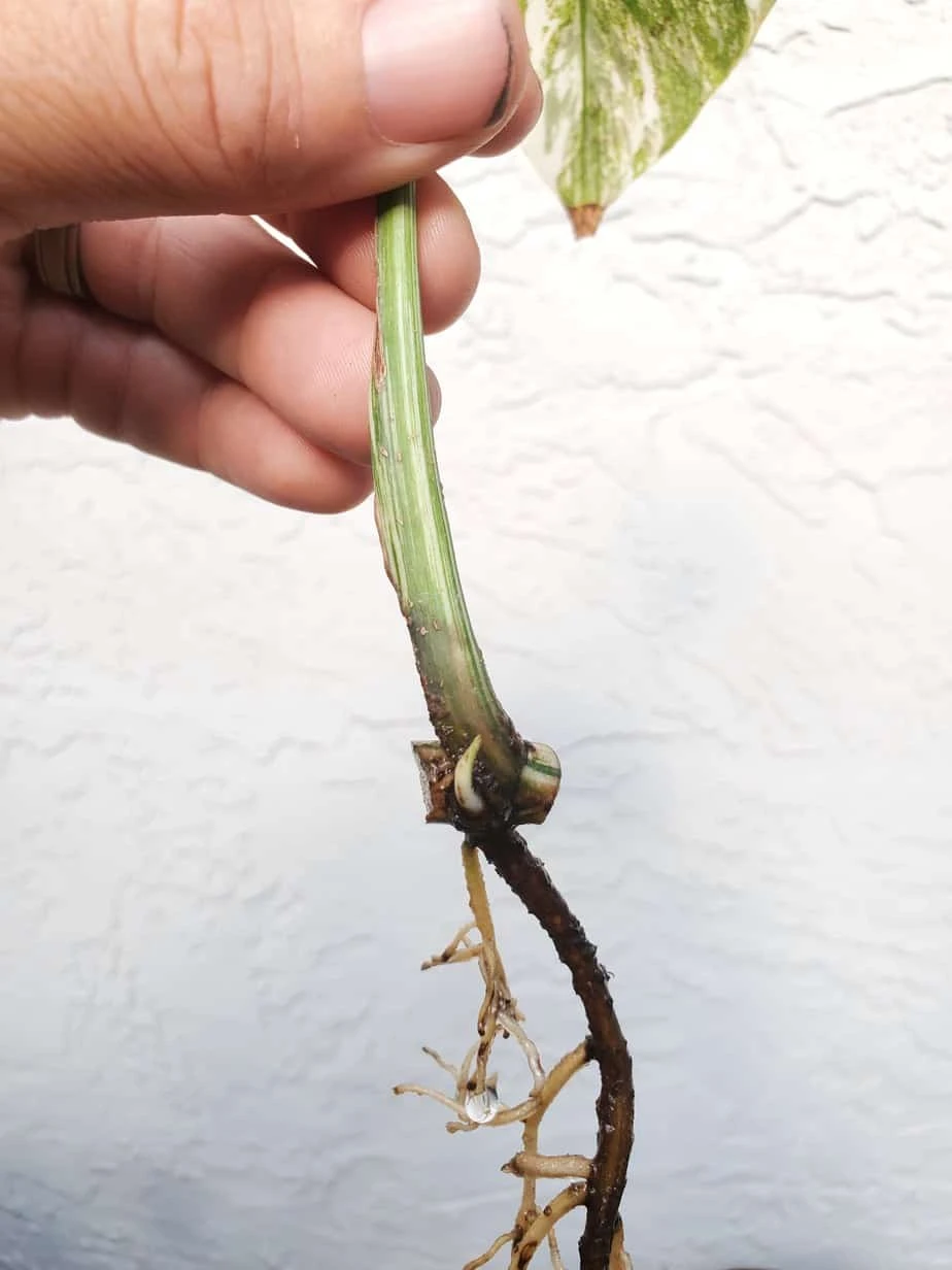 Monstera Albo Variegated Mid Cut US Grown - Image 12