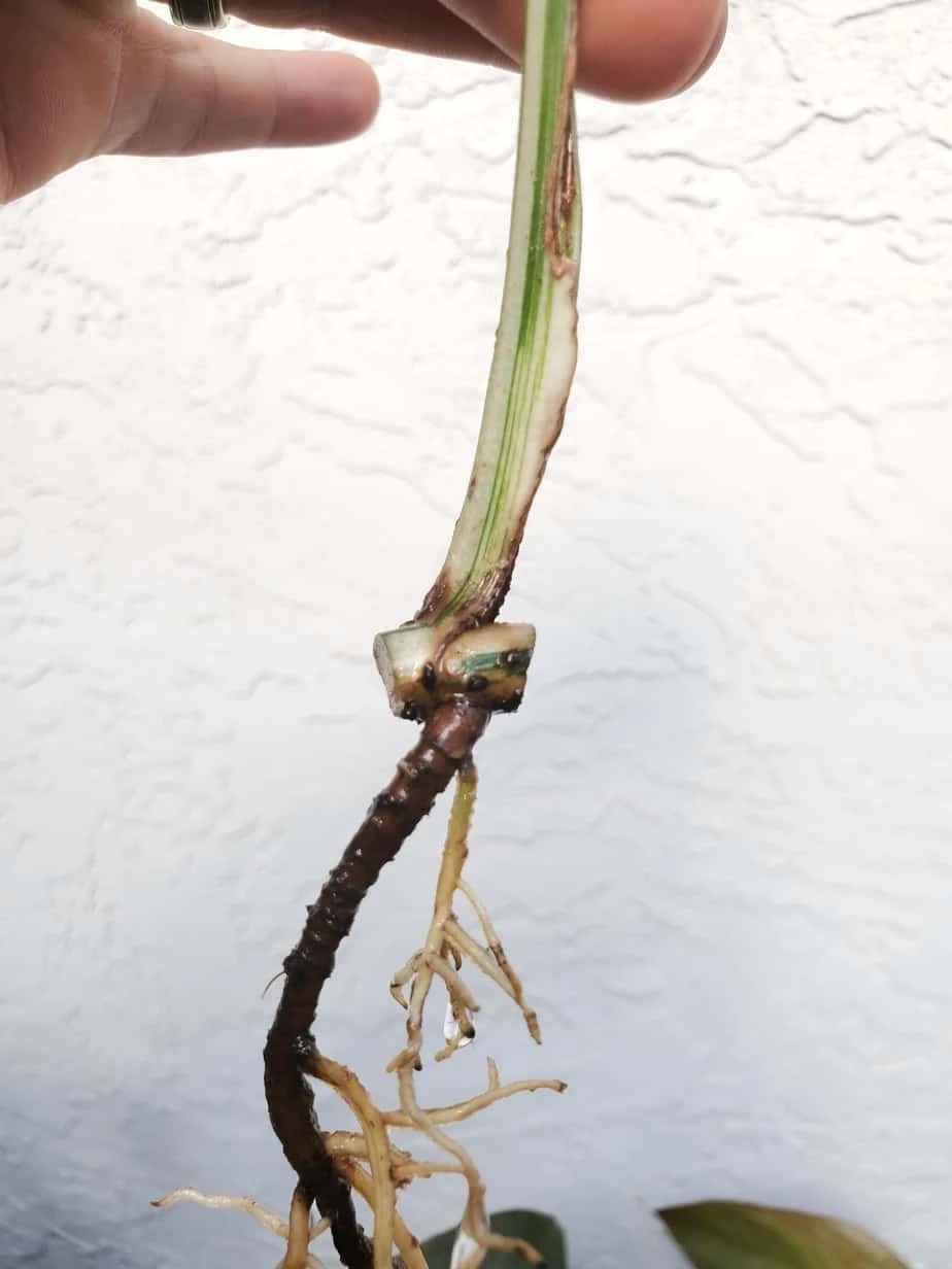 Monstera Albo Variegated Mid Cut US Grown - Image 13