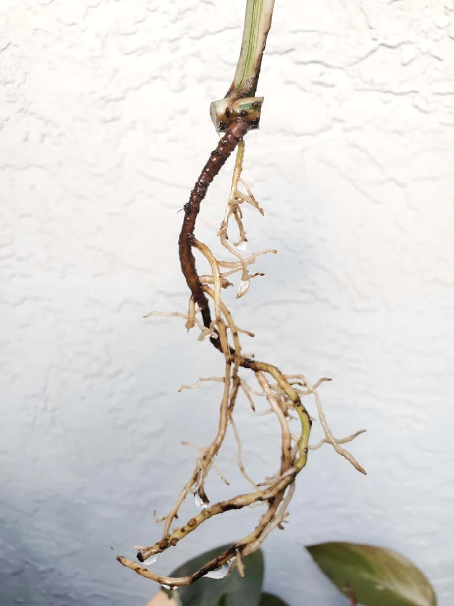 Monstera Albo Variegated Mid Cut US Grown - Image 14