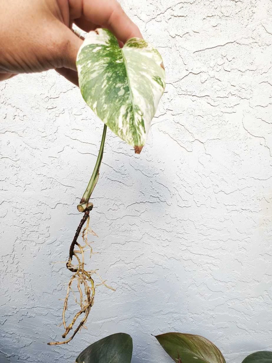 Monstera Albo Variegated Mid Cut US Grown - Image 15