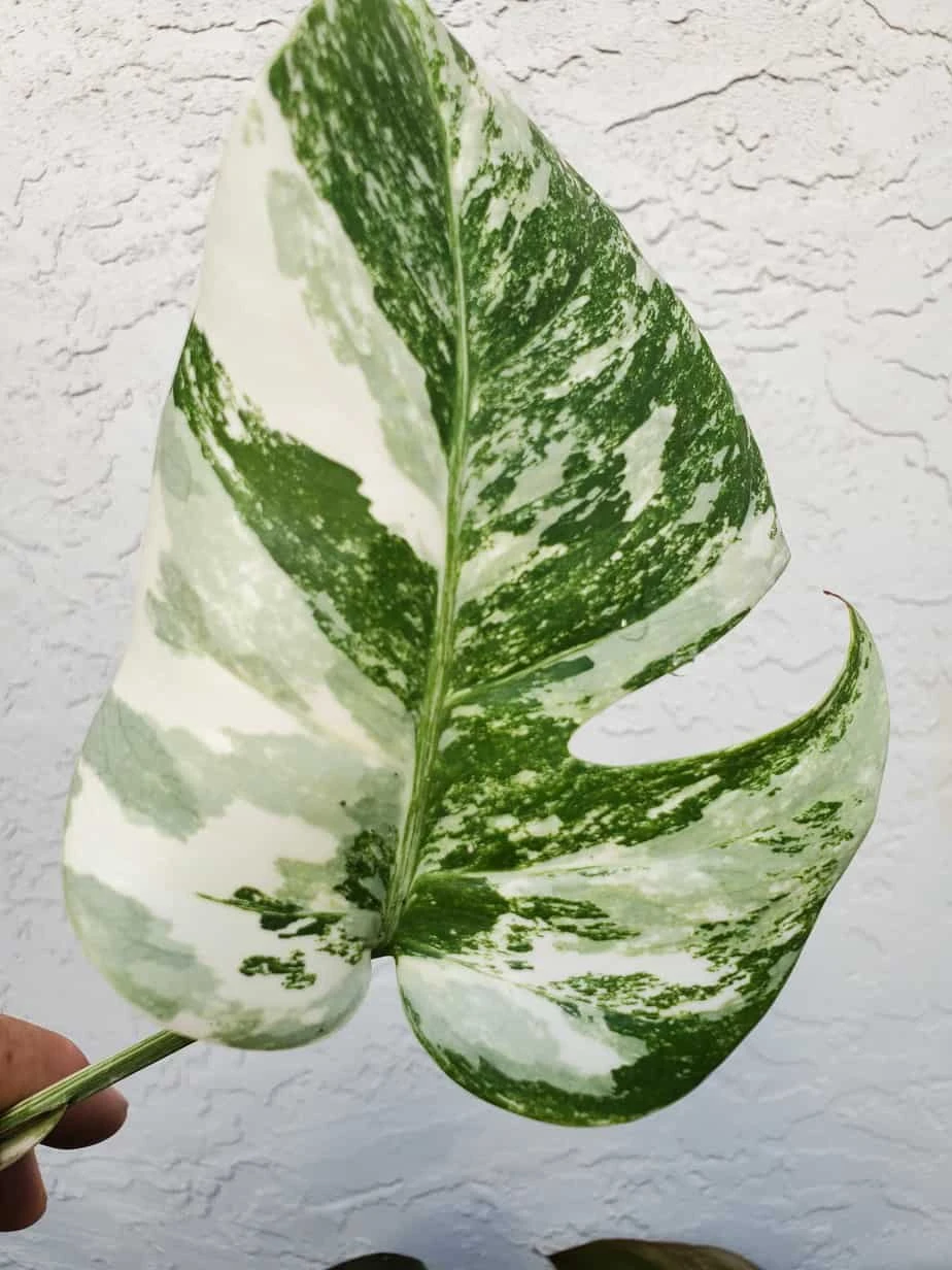Monstera Albo Variegated Mid Cut US Grown - Image 16